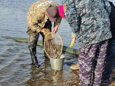 Ақмола облысында Сілеті өзеніне балық жіберу жүргізілді