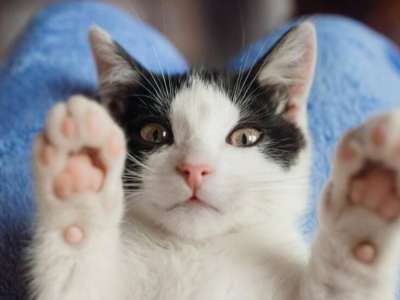 Маңғыстау облысында мысық тістеп алған ер адам көз жұмды