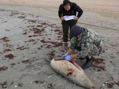 Каспий жағалауынан 100-ден аса итбалықтың өлексесі табылды: олар неден қырылуы мүмкін