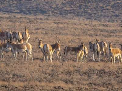 Қазақстанда қанша құлан бар