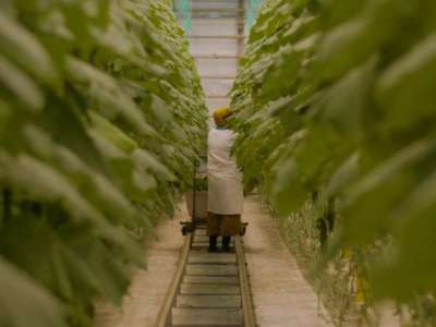 Астанадағы жылыжайдан күніне 3-4 тонна қияр жиналады