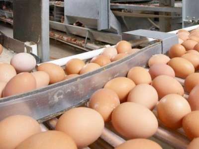 Ресейден заңсыз әкелінген 63 мың дана тауық жұмыртқалары кері қайтарылды