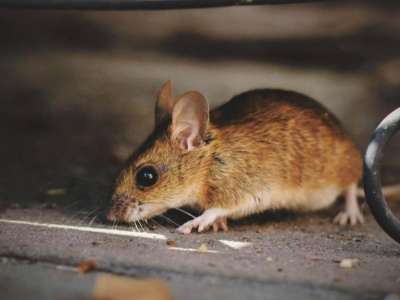 Атырауда кеміргіштер көбейді: облыста арнайы комиссия құрылды