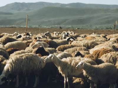 «Үш күн тамақ ішпеген»: Жамбыл облысында тұманда адасып кеткен қойшы табылды