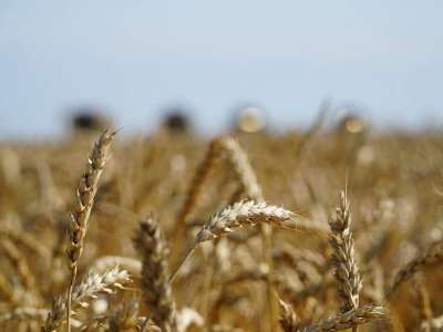 Үкімет астық экспортын қолдауға қосымша 7 млрд теңге бөлді