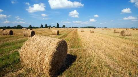 Елімізде 38 млн тонна мал азығы дайындалды