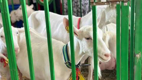 Моңғолиядан ешкінің бір басы қанша теңгеге сатып алынады – министр жауабы