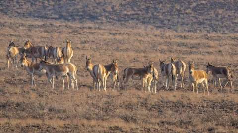 Қазақстанда қанша құлан бар