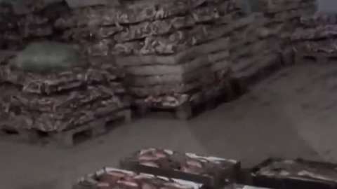 Елімізден 254 млн теңге тұратын көк серке еті заңсыз экспортталған