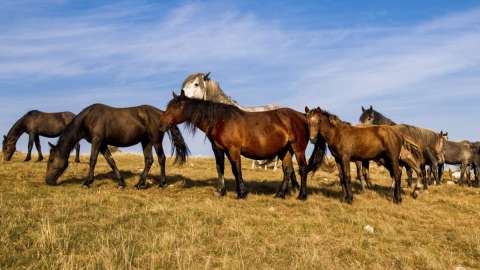 Астана маңындағы ірі мал ұрлығы: күдікті шаруашылық басшысы болып шықты