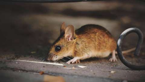 Атырауда кеміргіштер көбейді: облыста арнайы комиссия құрылды