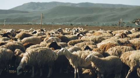 «Үш күн тамақ ішпеген»: Жамбыл облысында тұманда адасып кеткен қойшы табылды