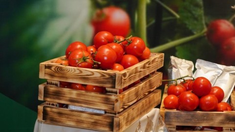 Шымкентте құны 69 млрд теңгені құрайтын жылыжай кешені салынады