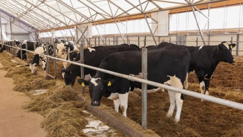 Ірі қара мал етін шет елдерге экспорттауға рұқсат күшіне енді