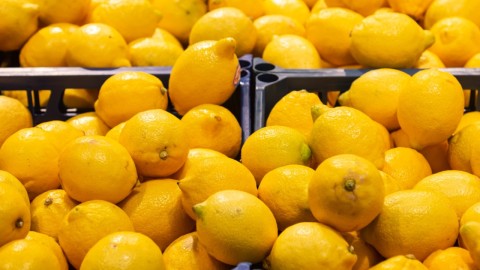 «40 жыл өнім береді»: сарыағаштық шаруа жылыжайдан жылына 200 тонна лимон жинап отыр