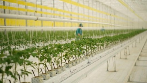 Қызанақтың 12 түрін өсіретін жылыжай іске қосылды