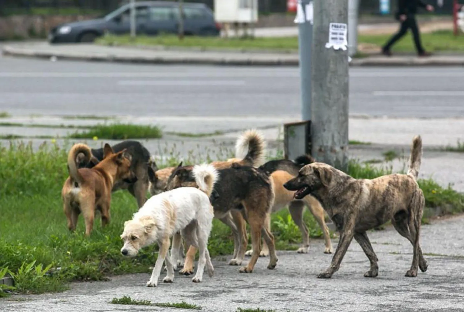 Елордада иесіз иттерге қарсы қандай жұмыс жүргізіліп жатыр