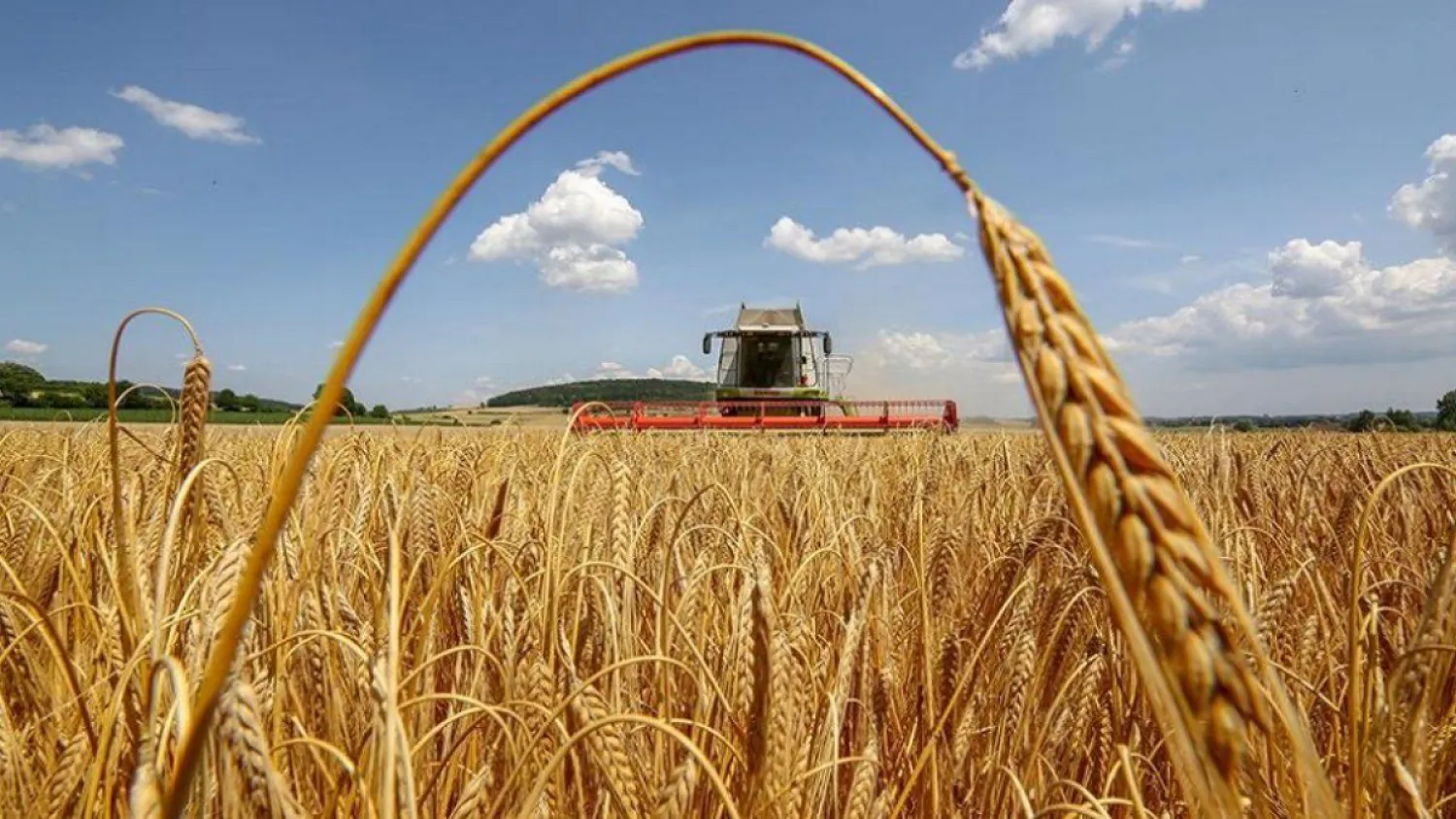 11,8 млн. га дәнді және дәнді-бұршақты дақылдар жиналды – ҚР АШМ