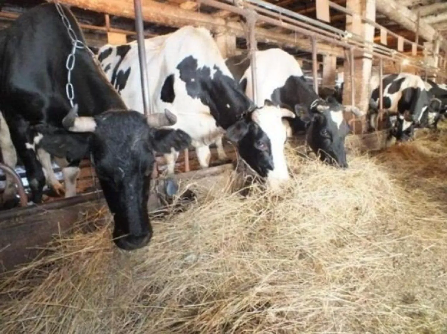 АШМ аусыл ауруымен күрес және оны жою мәселелері жөніндегі халықаралық кеңеске қатысты