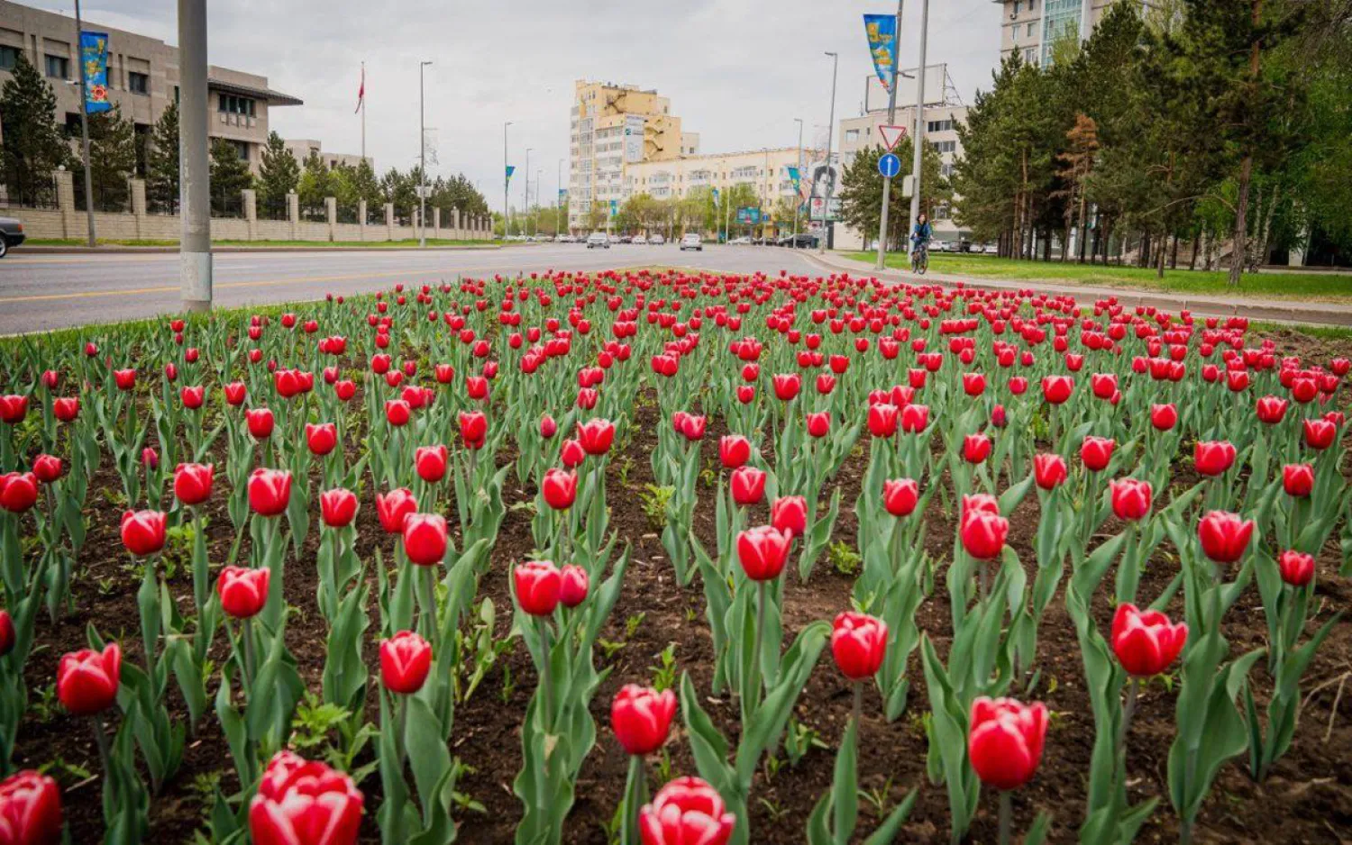 Нұр-Сұлтанда соңғы 10 жылда алғаш рет қызғалдақтар егілді