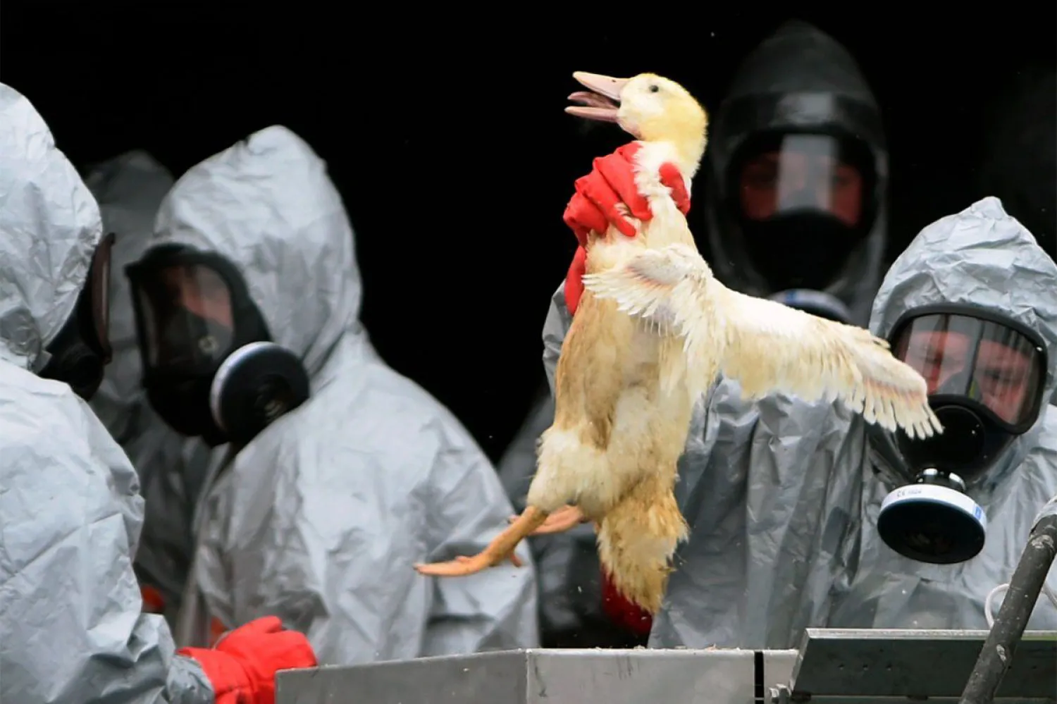 Қазақстан H5N8 вирусы белгілерінің табылуына байланысты Ресеймен шекараға шектеулер қойды