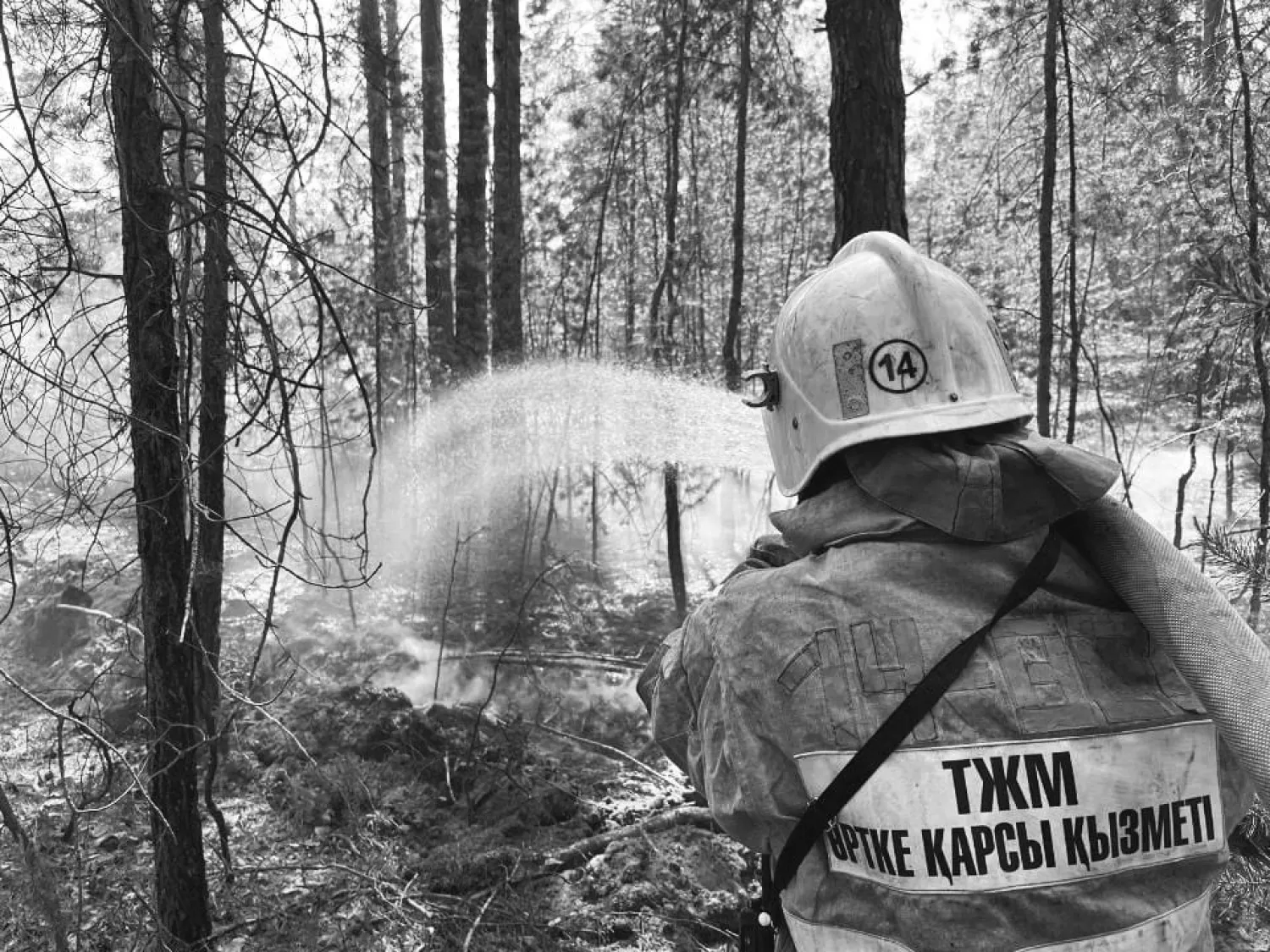 Жастар ұйымдары орман өртінің салдарын жоюға өз үлестерін қосып жатыр (ВИДЕО)