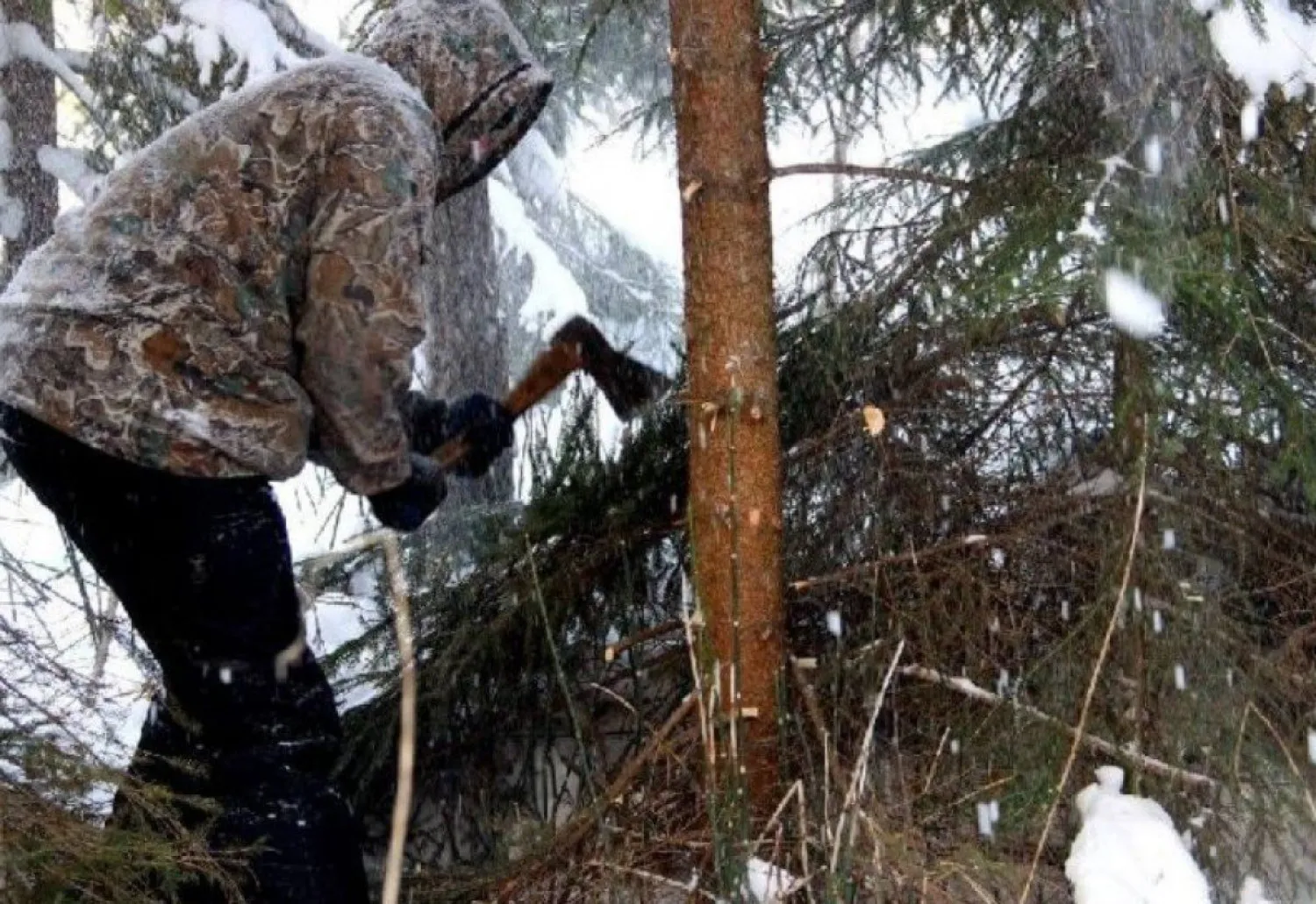 Жаңа жыл қарсаңында заңсыз шырша кескендер жазаға тартылды – ІІМ