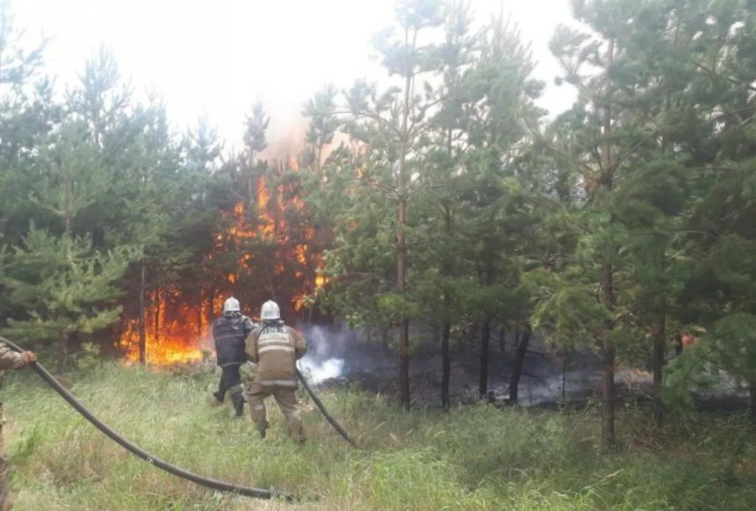 Елімізде жаз басталғалы 400-ге жуық орман өрті болды