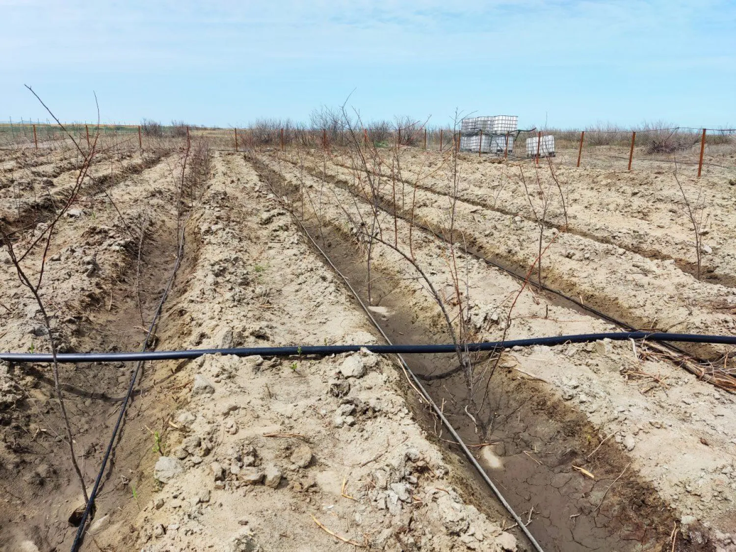 Оңтүстік Балқаш өңіріндегі ормандар қалпына келтіріліп жатыр