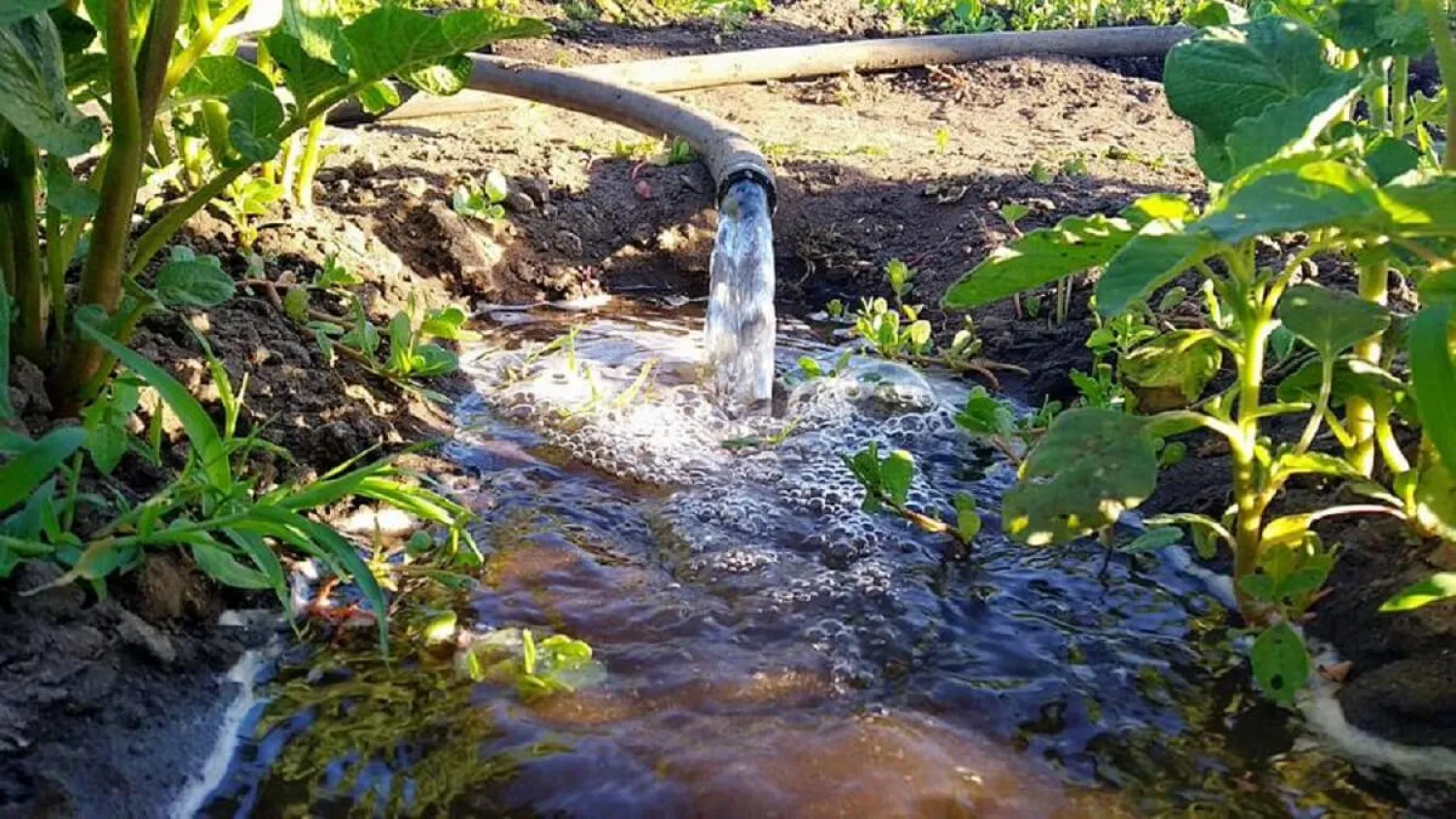 Елімізде суармалы суды ең көп пайдаланатын аймақтар анықталды