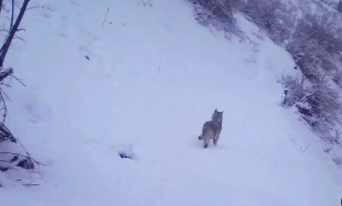 Ұлттық парк аумағында сирек кездестін жануарлар фототұзаққа ілікті (ВИДЕО)