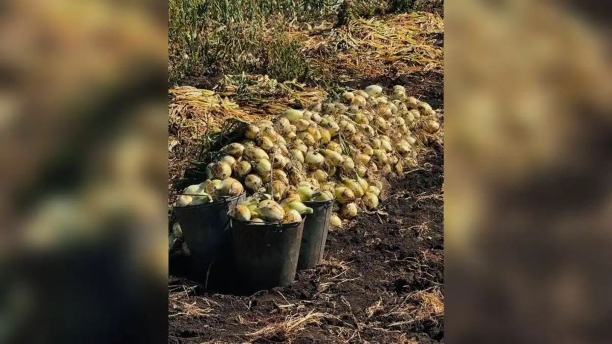 Елімізде 3,1 млн тонна астық бастырылды