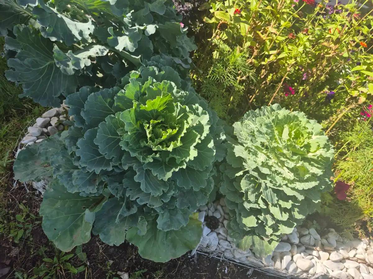 «Таза Қазақстан»: елорда балабақшасында бүлдіршіндер мен тәрбиешілер ерекше қырыққабат өсірді