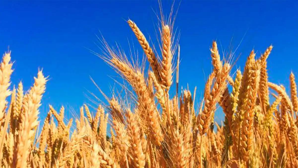 Қазақстанда бидайды токенизациялау бойынша пилоттық жоба іске қосылмақ