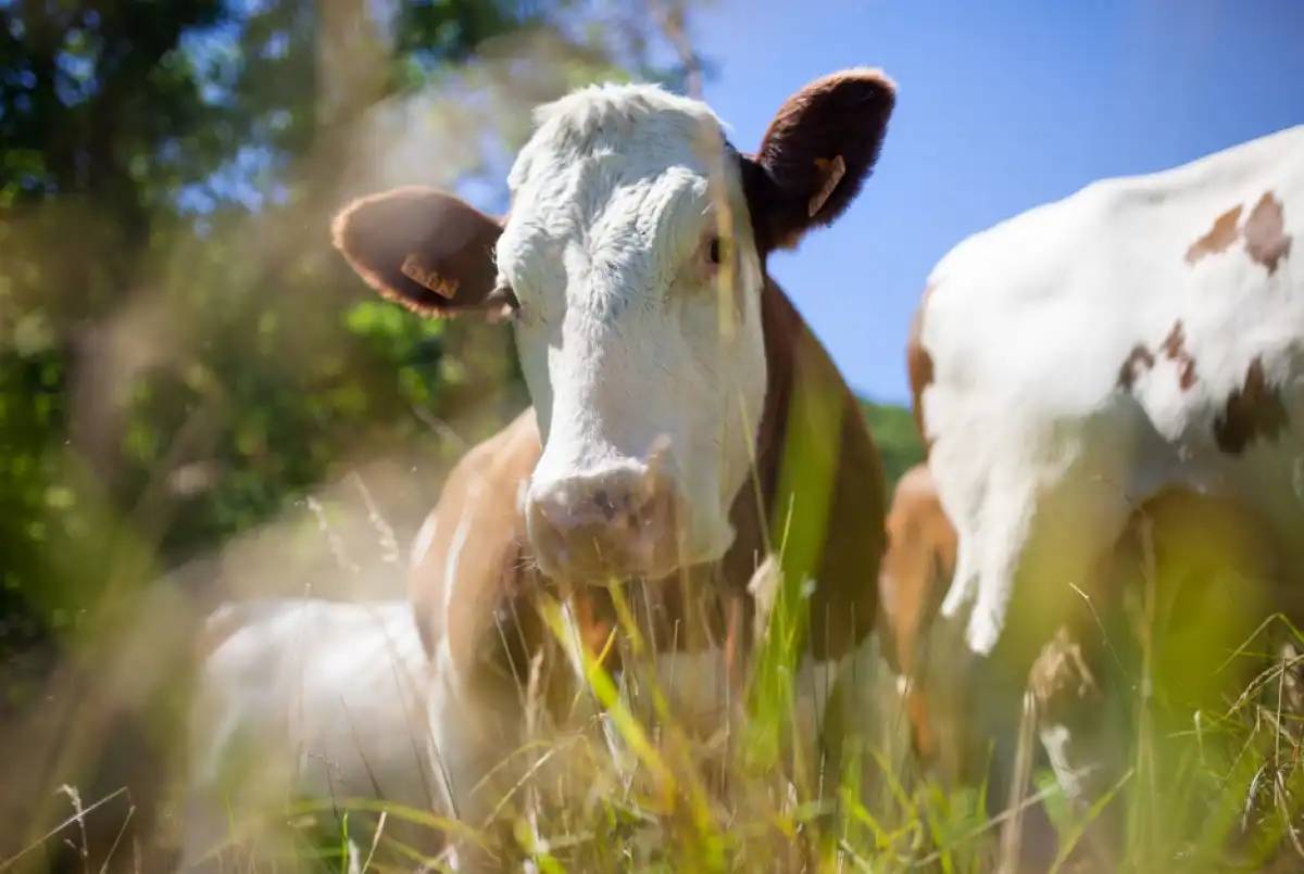 Елімізге Беларусьтен импортталатын азық-түлік ішінде еттің үлесі мол болды