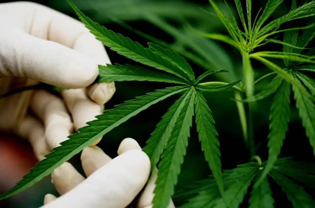 Техникалық қарасора өндірісі: министр оның қай өңірде өсірілетінін айтты