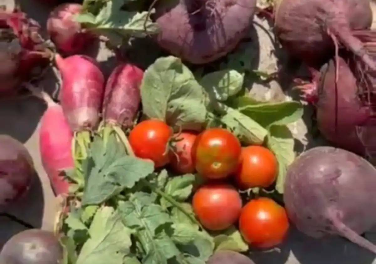 «Таза Қазақстан»: елордада мектеп жанынан экологиялық бақ ашылды