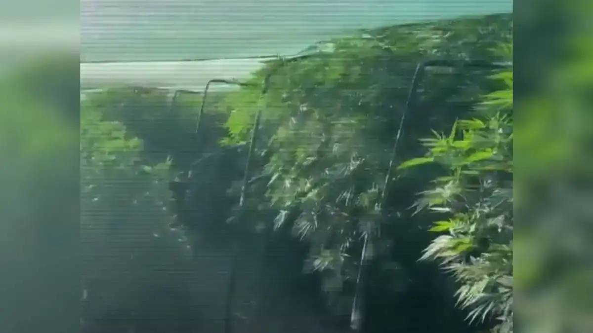 Елімізде үш ай ішінде 9 есірткі зертханасы жойылды