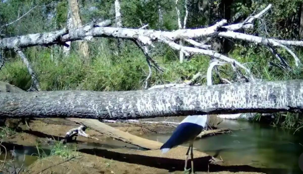 «Бурабай» ұлттық табиғи паркінде көкқұтан фототұзаққа түсіп қалды