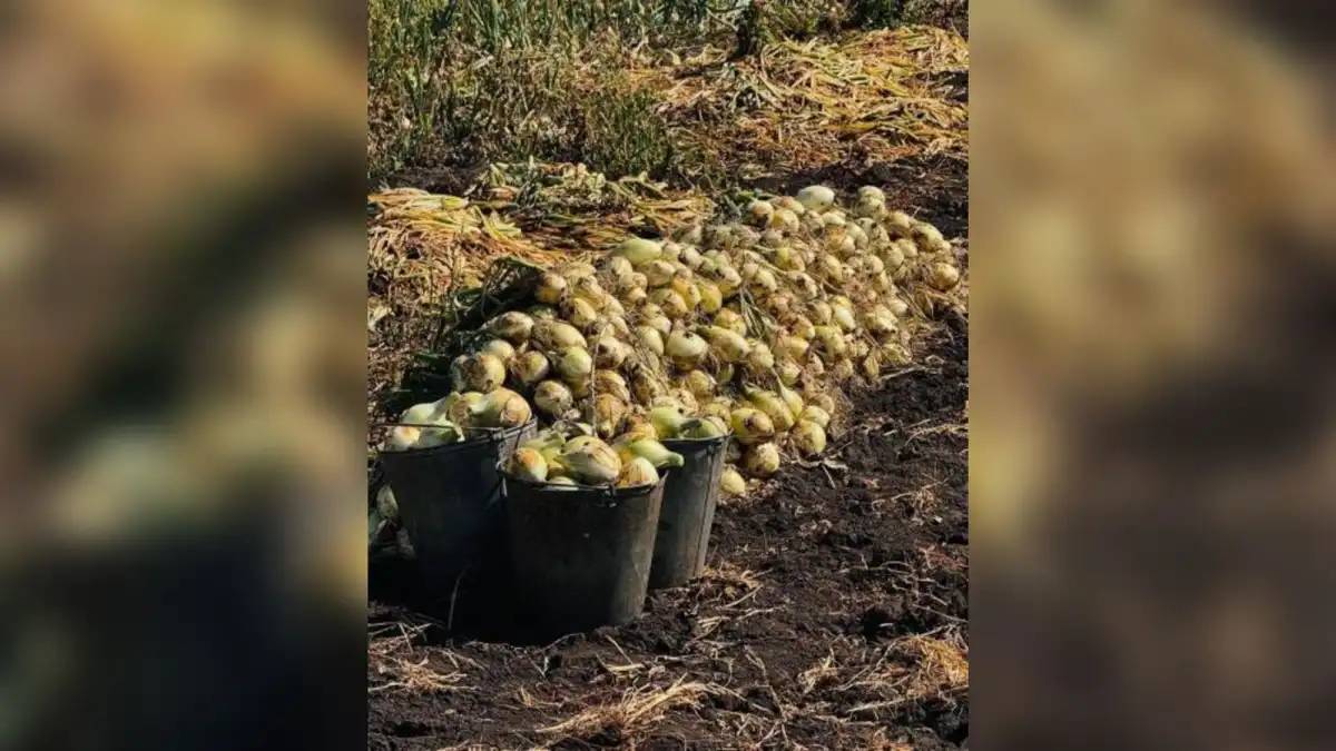 Елімізде 3,1 млн тонна астық бастырылды