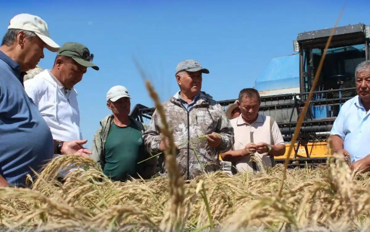 Елімізде суды аз қажет ететін жаңа күріш сорты шығарылды