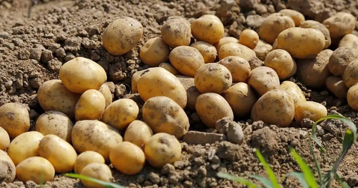 Әлеуметтік маңызы бар азық-түлік тауарларының бағалары өзгерді