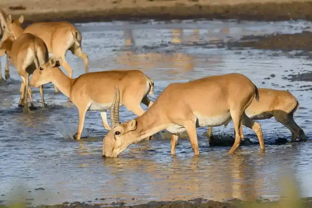 Экология министрлігі Өзбекстанға киік беруге қатысты мәлімдеме жасады