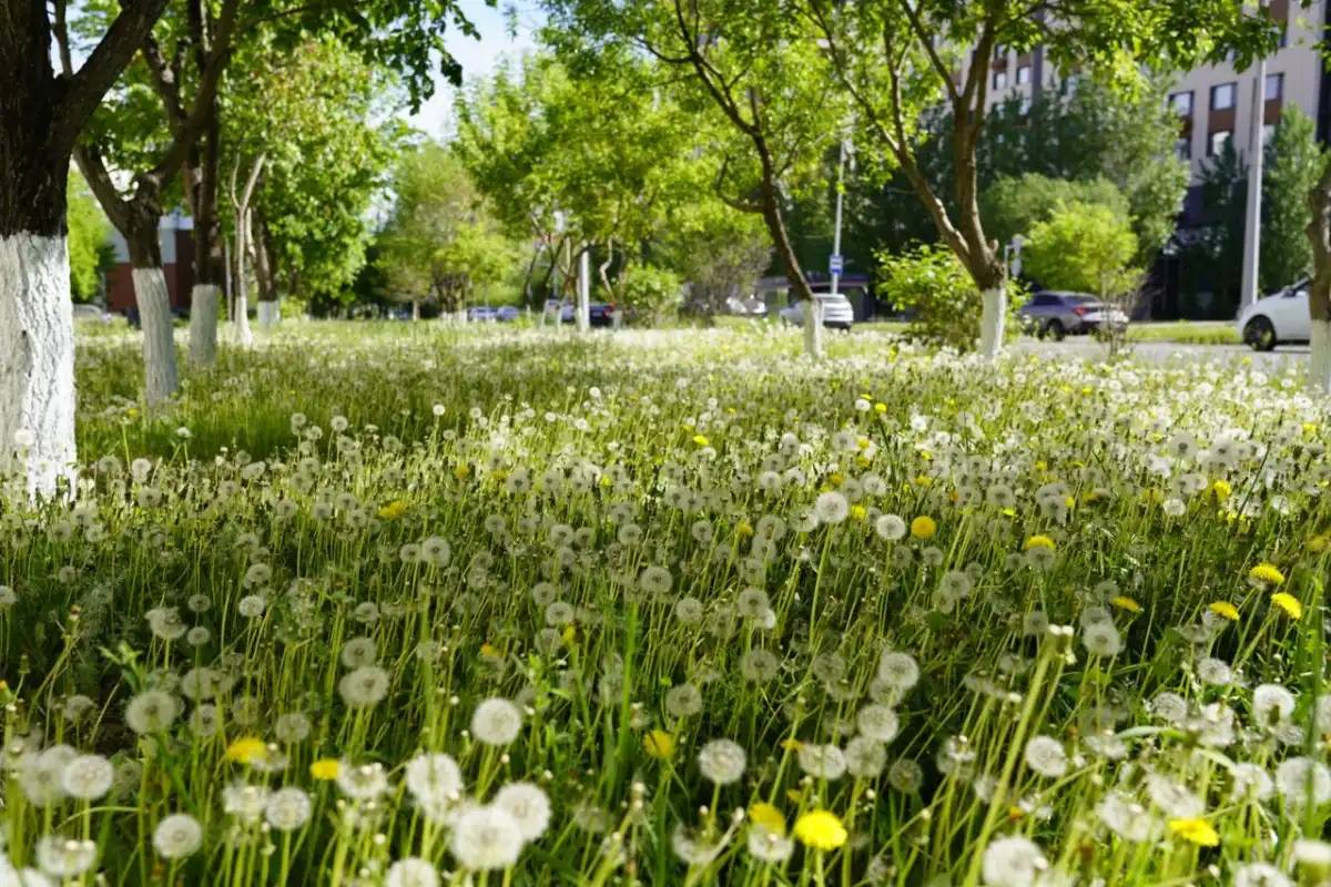 «Таза Қазақстан» акциясы аясында 1,7 млн астам ағаш пен бұталар отырғызылды