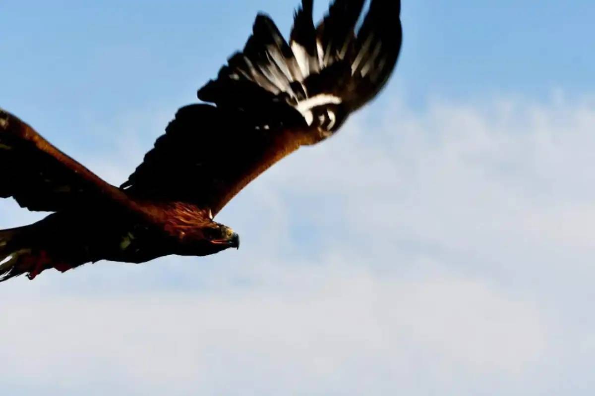 Жетісу өңірінде табиғатқа 4 бүркіт жіберілді