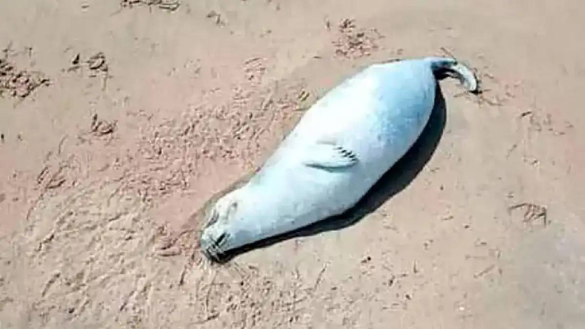 Каспий жағалауынан жүздеген итбалықтың өлексесі табылды