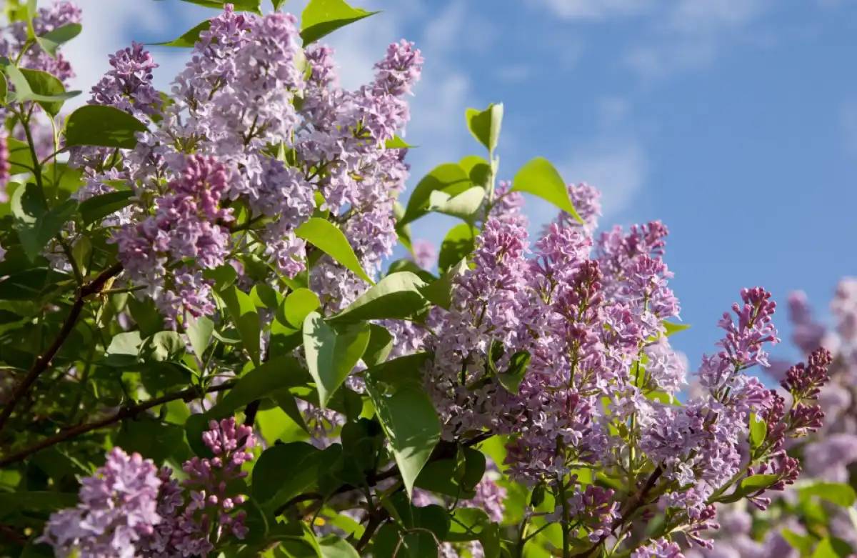 Елімізде сирень бұтақтарын рұқсатсыз жұлған адамға айыппұл салынады
