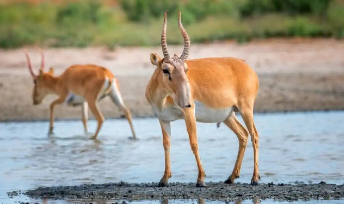 «Құралайдың салқыны» қашан: елімізде киіктер төлдей бастады