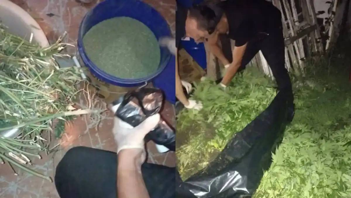 Ақтөбеде ауыл тұрғынынан 56 келі марихуана тәркіленді