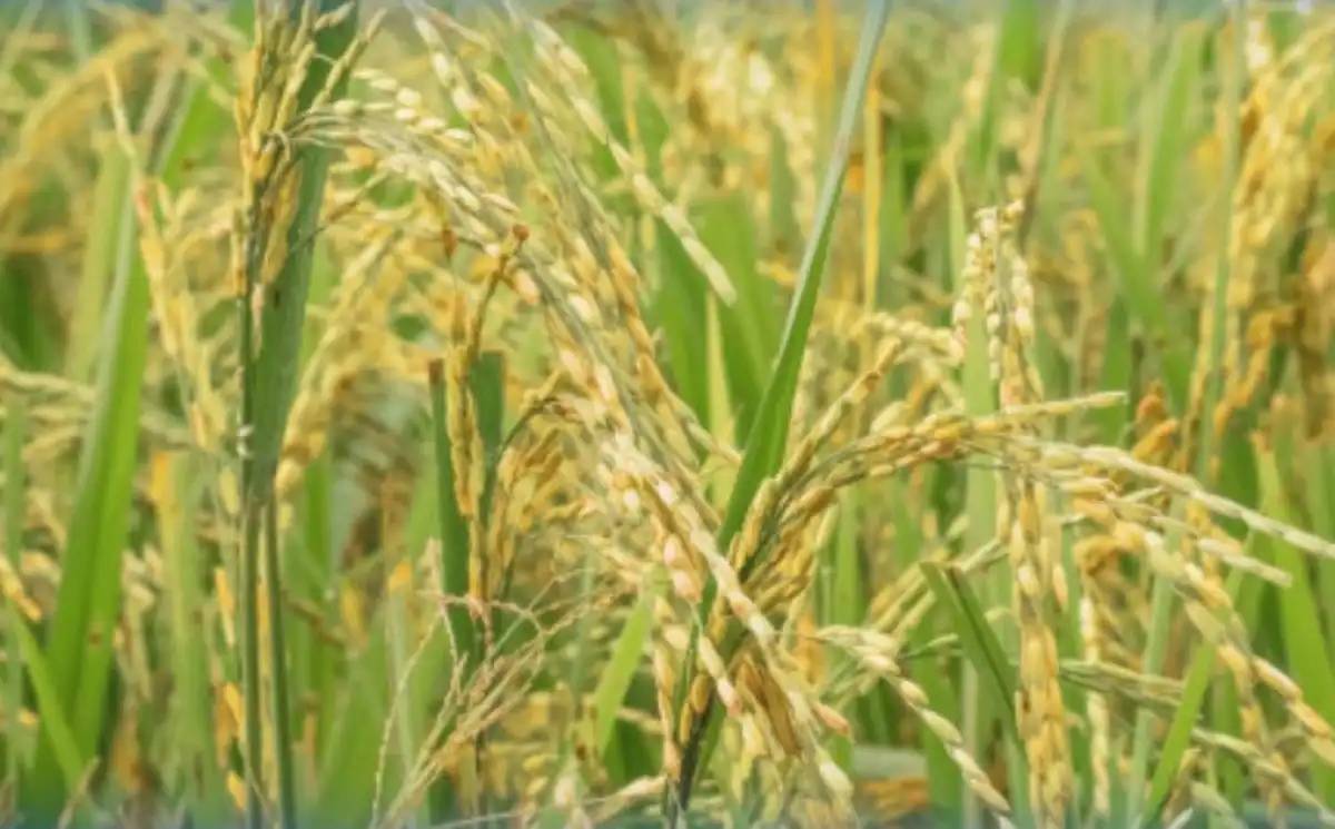 Түркістанда су жеткізушінің келісімінсіз дақылдарды егудің 203 дерегі анықталды